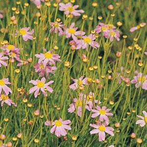 Coreopsis rosea 'American Dream'