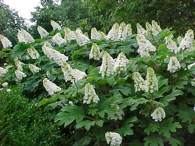 Hydrangea quercifolia 'Snow Queen'