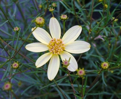 Coreopsis verticillata 'Moonbeam'