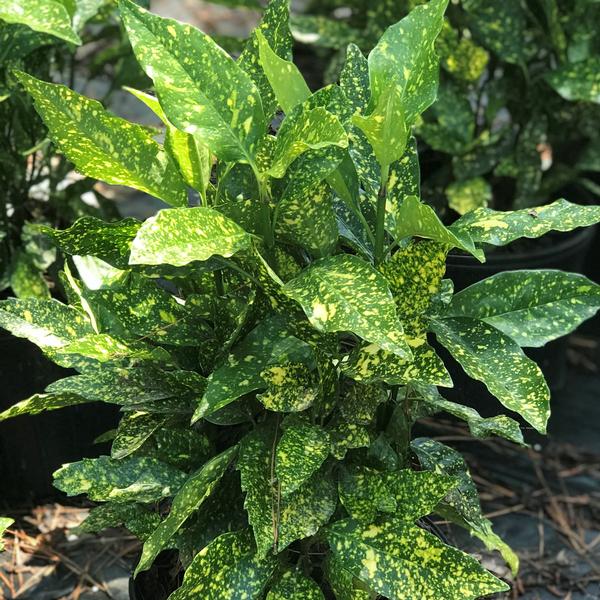 Aucuba japonica 'Gold Dust'