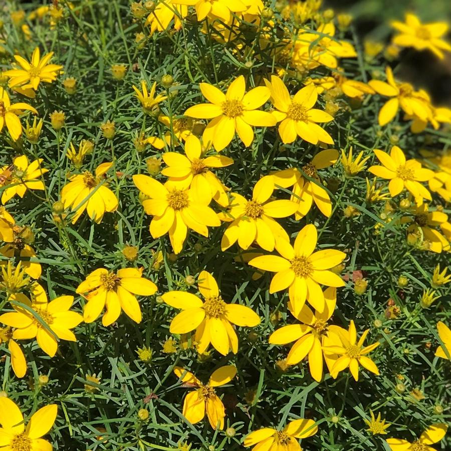 Coreopsis verticillata 'Zagreb'