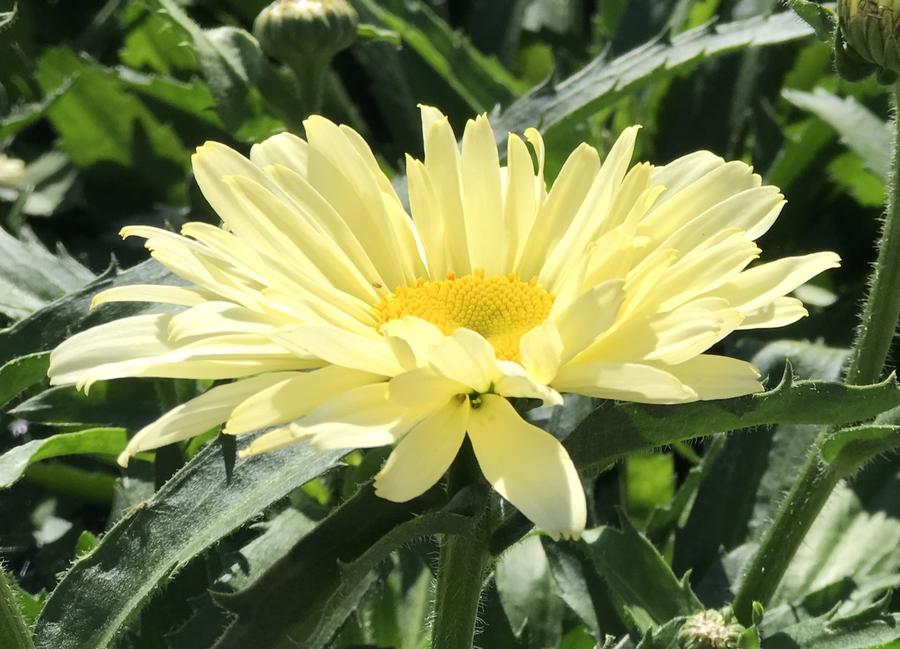 Leucanthemum superbum 'Banana Cream'