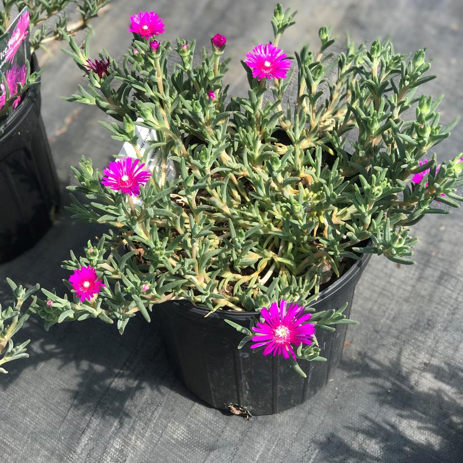 Delosperma cooperi 