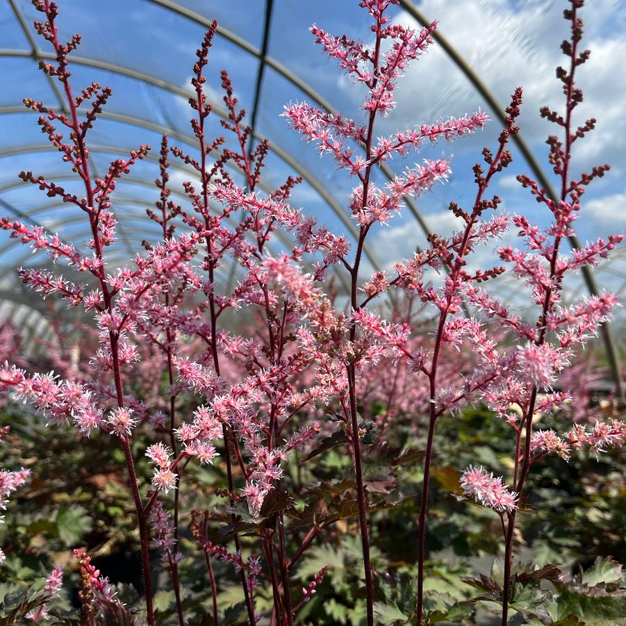 Astilbe 'Delft Lace'