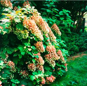 Hydrangea quercifolia 'Snowflake'