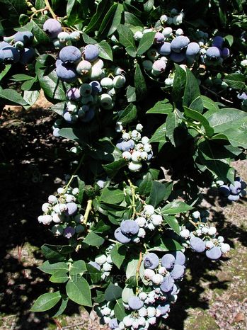 Vaccinium corymbosum 'Blue Crop'