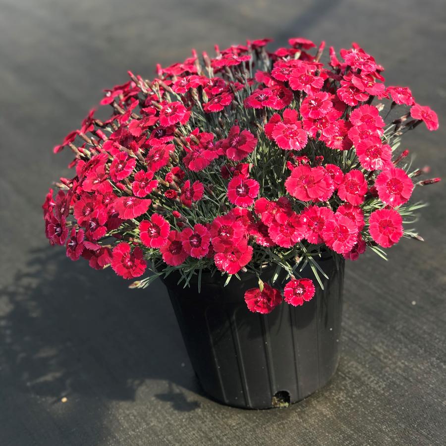 Dianthus Eastern Star