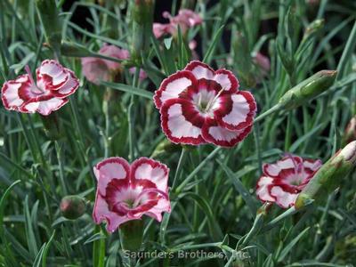 Dianthus Whetman® Dessert™ Raspberry Swirl