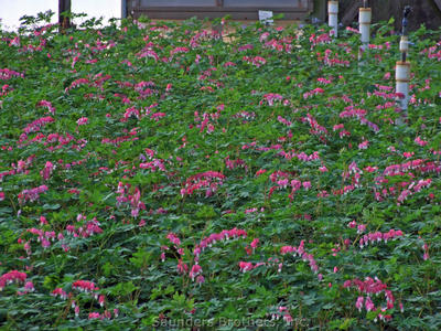 Dicentra spectabilis 