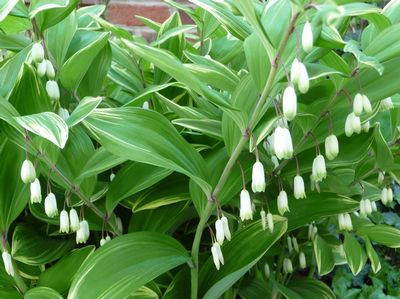 Polygonatum odoratum 'Variegatum'