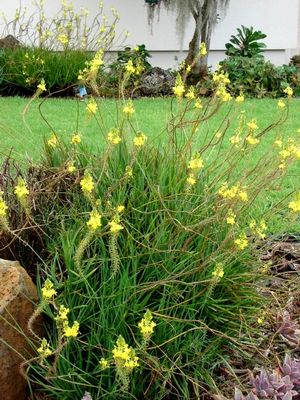 Bulbine frutescens 