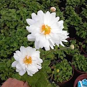 Anemone x hybrida 'Whirlwind'