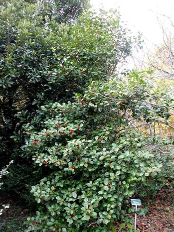 Ilex opaca 'Satyr Hill'