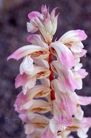 Acanthus 'Whitewater'