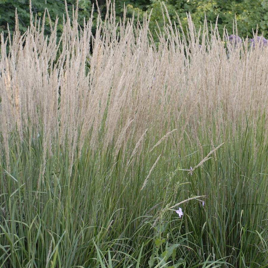 Calamagrostis x acutiflora 'Karl Foerster'