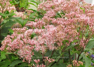 Eupatorium 'Phantom'