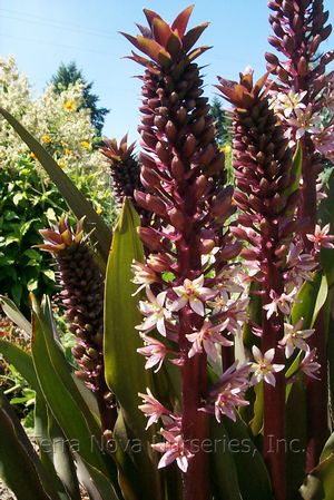 Eucomis comosa 'Oakhurst'