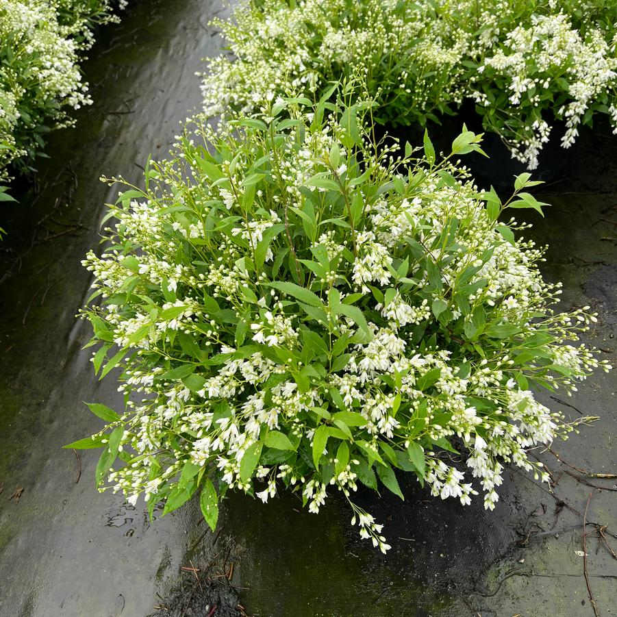 Deutzia gracilis 'Nikko'