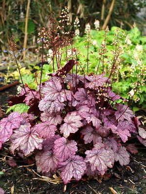 Heuchera 'Sugar Plum'