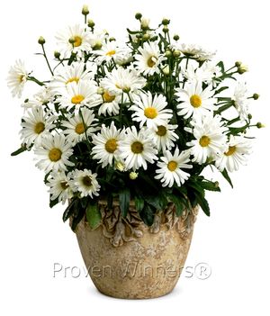 Leucanthemum superbum Daisy May®