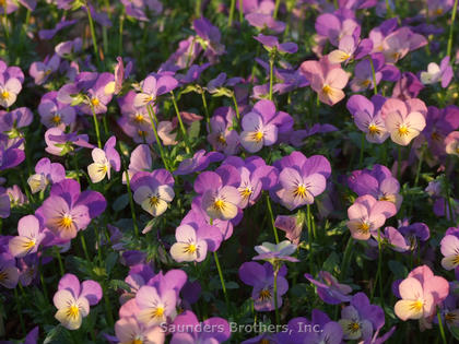 Viola Endurio® Lavender