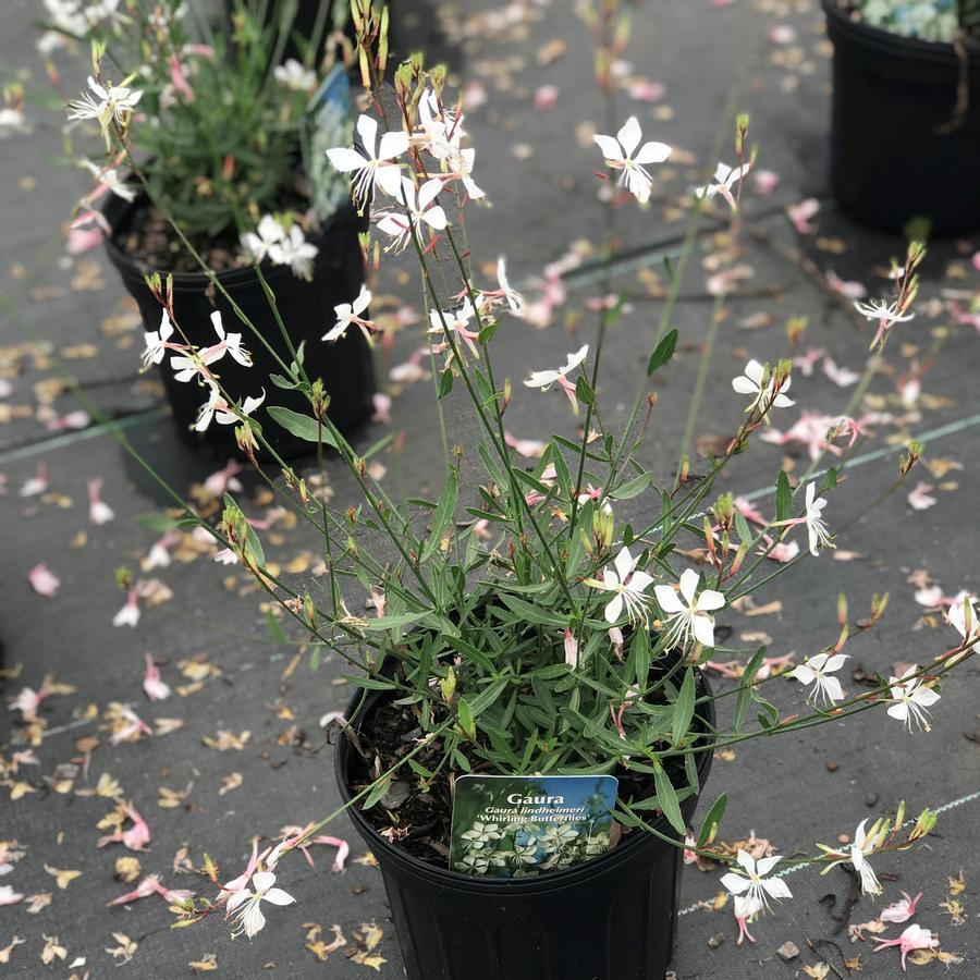 Gaura lindheimeri 'Whirling Butterflies'