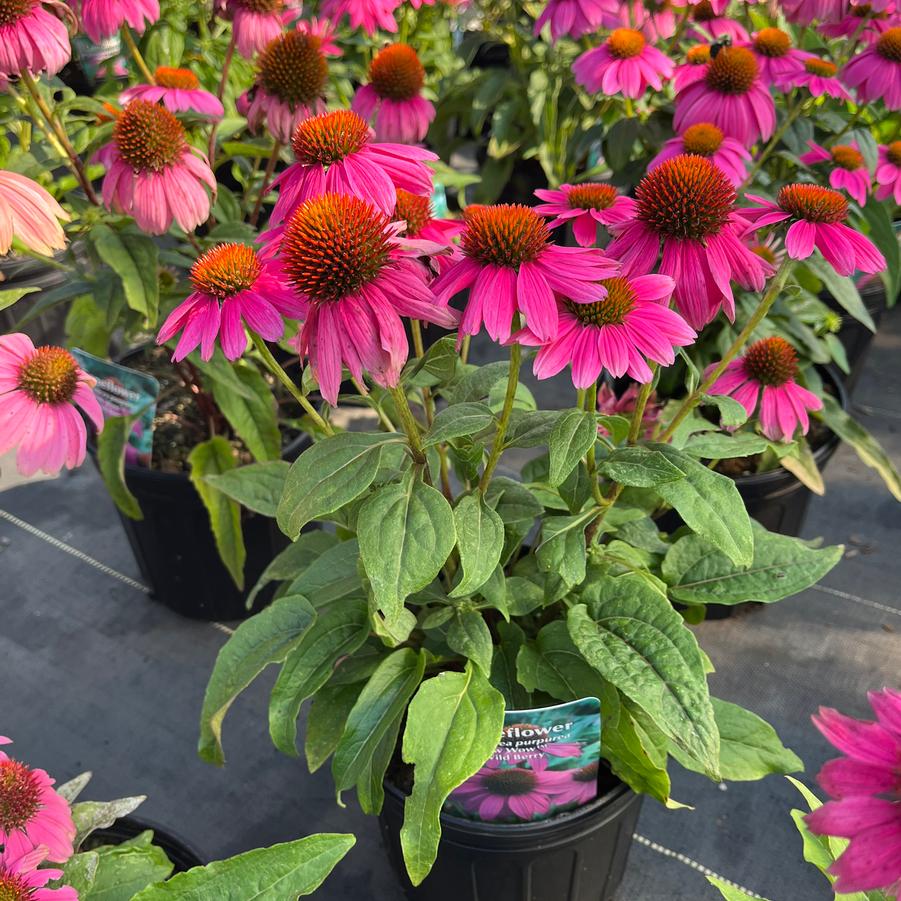 Echinacea purpurea Pow Wow™ Wild Berry