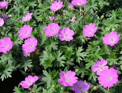 Geranium sanguineum 'Max Frei'