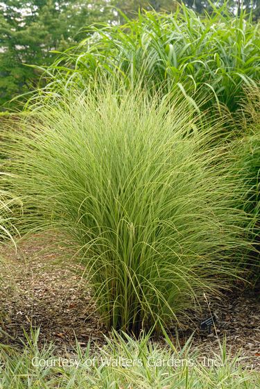 Miscanthus sinensis 'Morning Light'