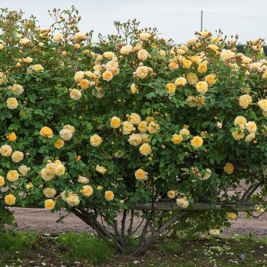 Rose David Austin® Teasing Georgia®