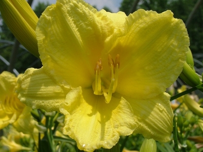 Hemerocallis 'Happy Returns'