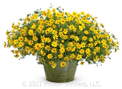 Bidens ferulifolia Goldilocks Rocks™