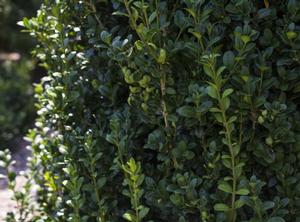 Buxus sempervirens 'Highlander'