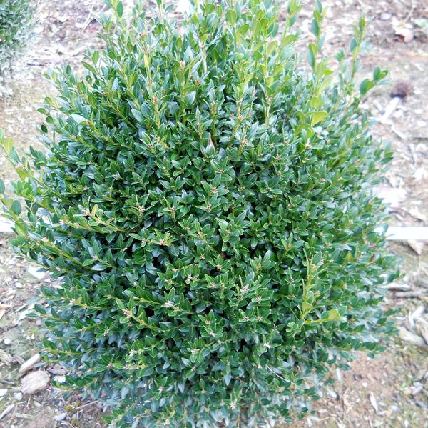 Buxus x 'Green Gem'