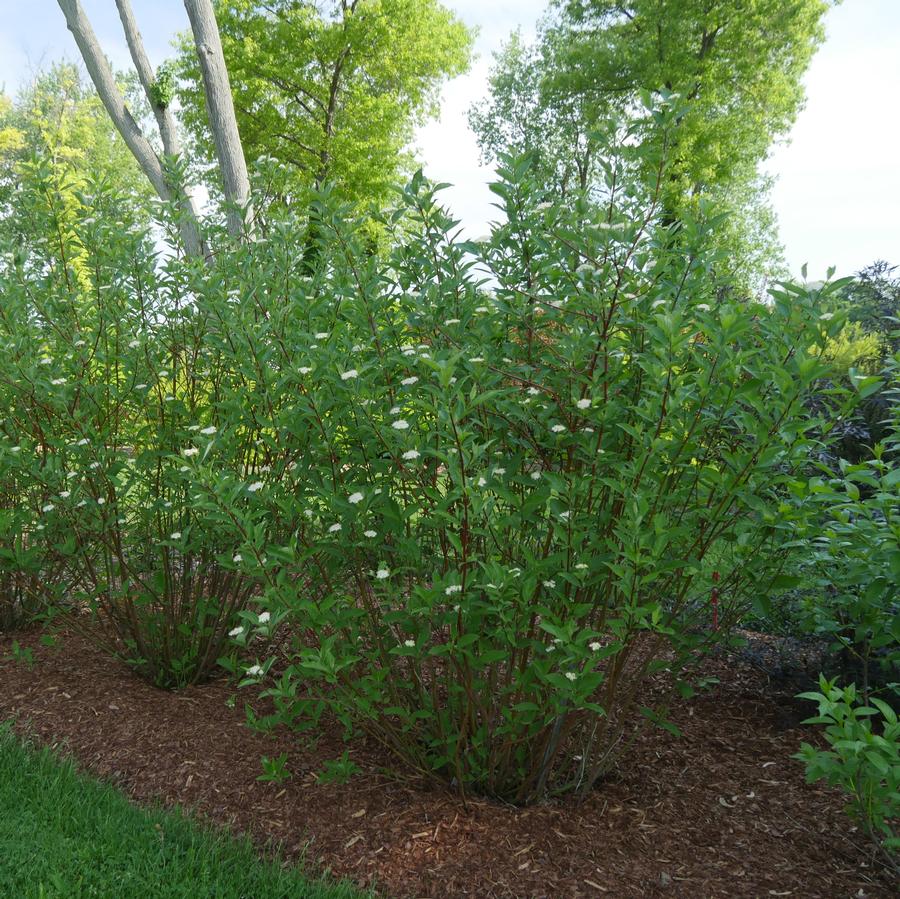 Cornus stolonifera Arctic Fire® Red