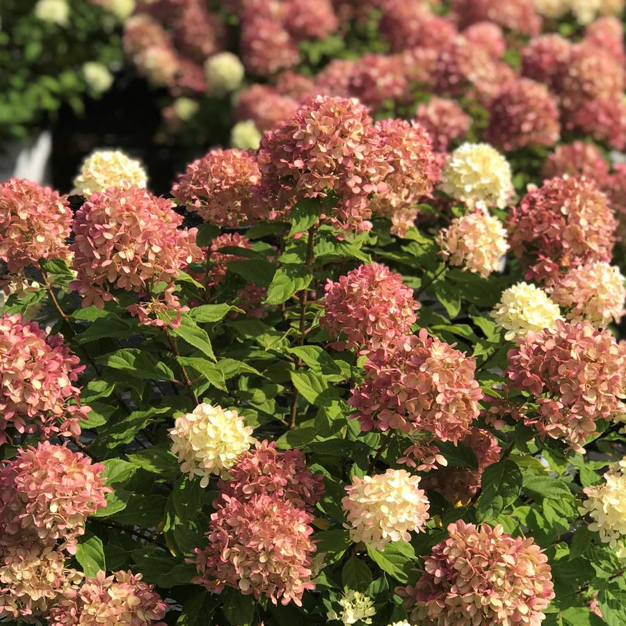 Image of Hydrangea paniculata little lime plant in fall