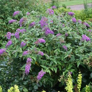 Buddleia Lo & Behold® 'Purple Haze'