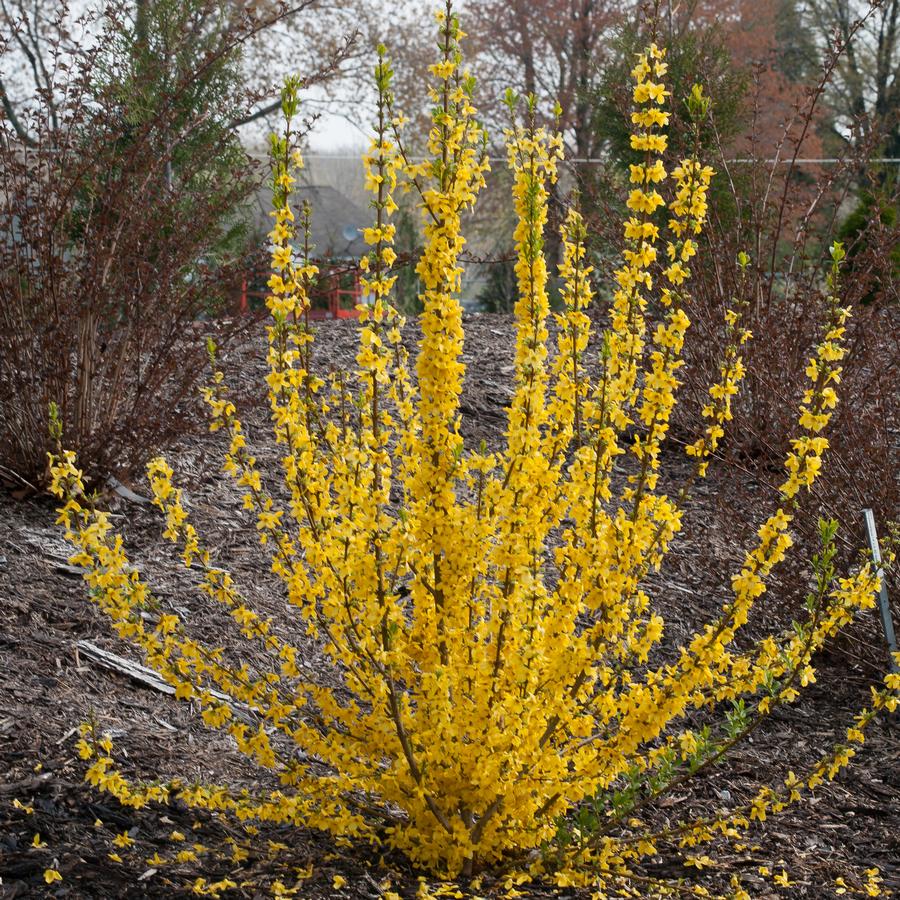 Forsythia x Show Off Starlet®