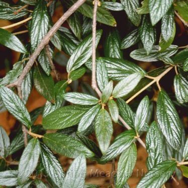 Viburnum pragense 'Decker'