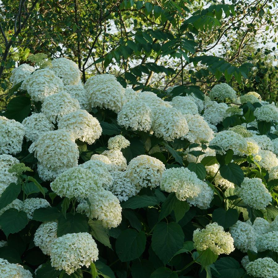 Hydrangea arborescens Incrediball®