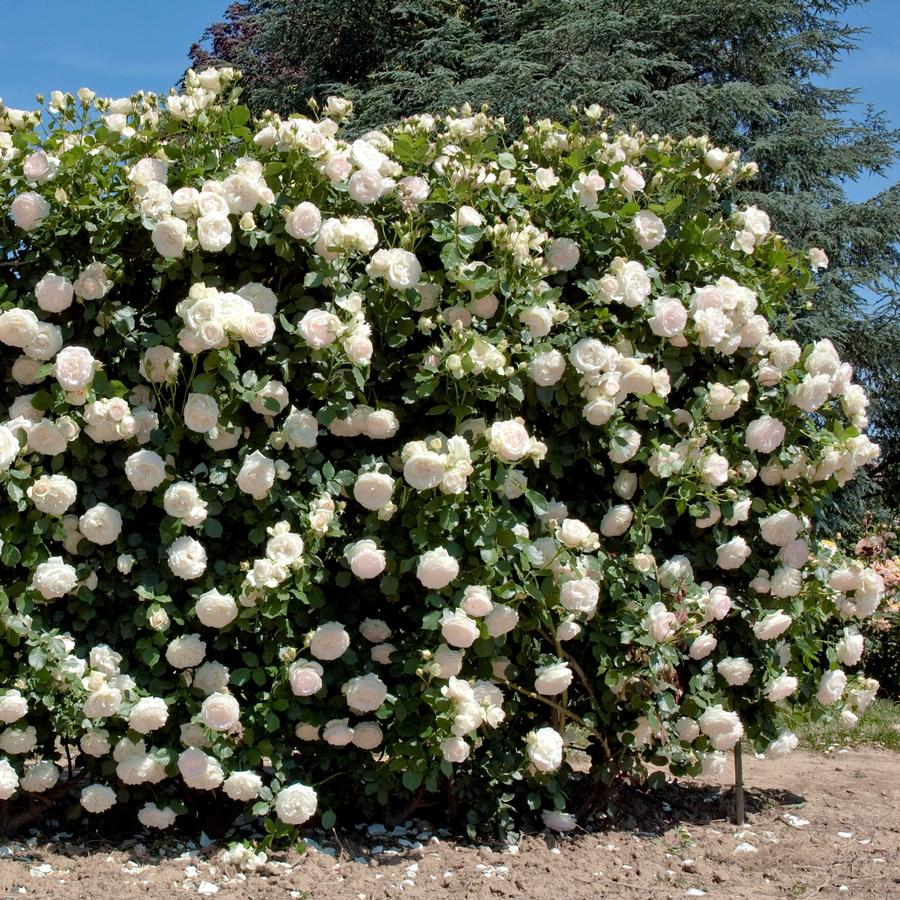 Rose Climber Romantica® White Eden Climber®