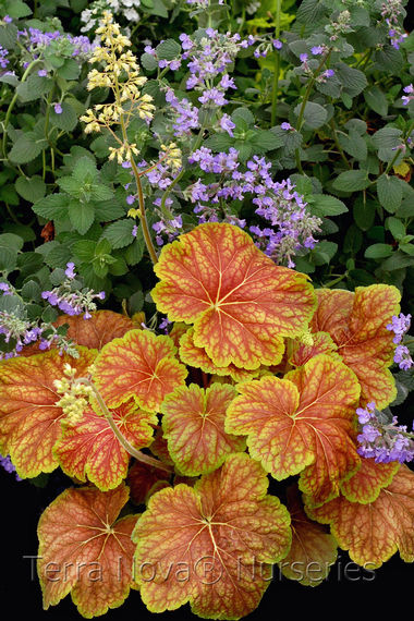 Heuchera 'Delta Dawn'