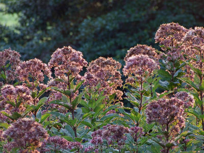 Eupatorium dubium 'Little Joe' Joe Pye Weed from Saunders Brothers Inc