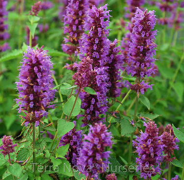 Agastache 'Blue Boa'