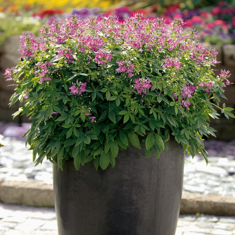 Cleome Senorita Rosalita®