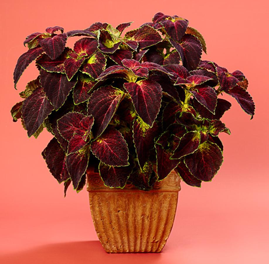 Coleus ColorBlaze® Dipt in Wine