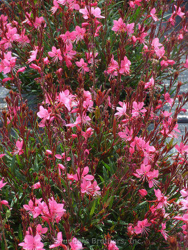 Gaura lindheimeri Belleza® Dark Pink