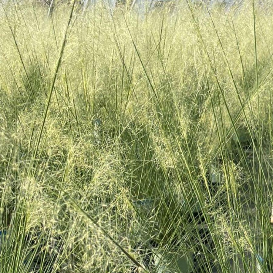 Muhlenbergia capillaris 'White Cloud'