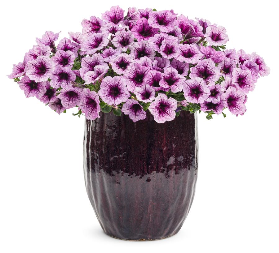 Petunia Supertunia® Bordeaux