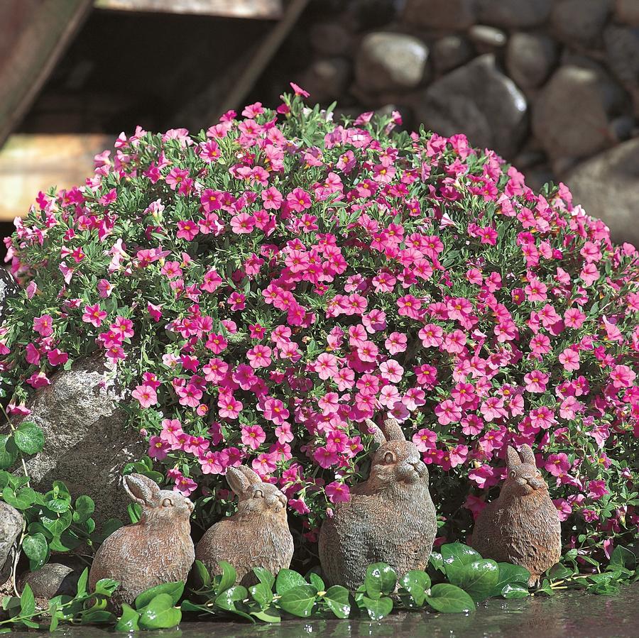 Calibrachoa Superbells® Pink